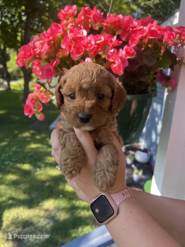 Male 2 – Cavapoo, Poodle - Toy  puppy for sale in Belding, MI