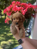 Male 2, a male Cavapoo and Poodle - Toy  for sale in Belding, MI – 1 of 1