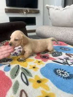 Cream Female, a female Miniature Dachshund for sale in Belding, MI – 2 of 3