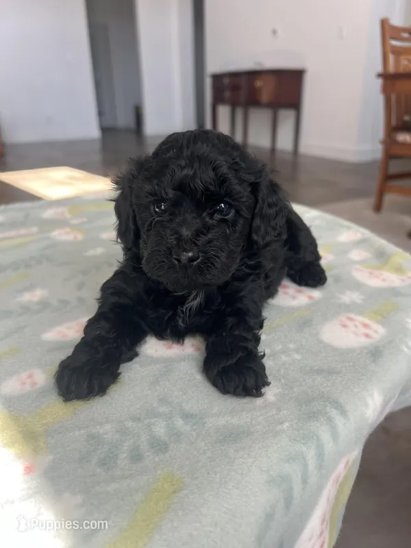 Luxurious Yorkie-Poo’s 