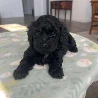  Yorkie-Poo’s , a male Yorkipoo and Poodle - Toy  for sale in Belding, MI – Photo 1 of 5