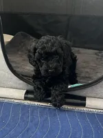 Black Boy #1, a male Yorkipoo and Poodle - Toy  for sale in Belding, MI – Photo 3 of 4