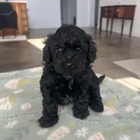  Yorkie-Poo’s , a male Yorkipoo and Poodle - Toy  for sale in Belding, MI – Photo 2 of 5