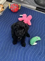 Black Boy #1, a male Yorkipoo and Poodle - Toy  for sale in Belding, MI – Photo 1 of 4