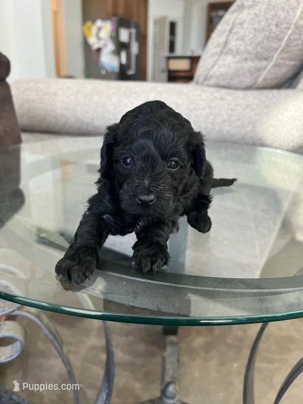 Luxurious Yorkie-Poo’s 