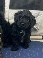 Black Boy #1, a male Yorkipoo and Poodle - Toy  for sale in Belding, MI – Photo 2 of 4