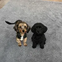  Yorkie-Poo’s , a male Yorkipoo and Poodle - Toy  for sale in Belding, MI – Photo 5 of 5