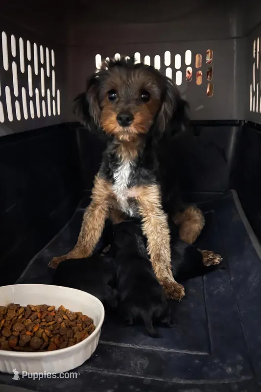 Luxurious Yorkie-Poo’s 