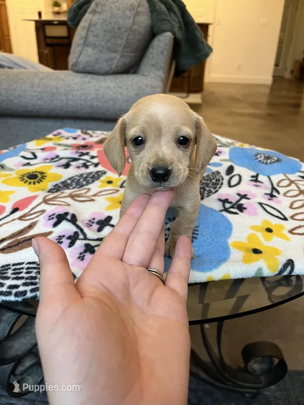 Cream Female – Miniature Dachshund puppy for sale in Belding, MI