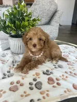 Tiny Toy Female, a female Maltipoo and Poodle - Toy  for sale in Belding, MI – 3 of 7