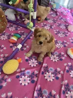 Teddy , a male Maltipoo and Poodle - Toy  for sale in Belding, MI – 1 of 4