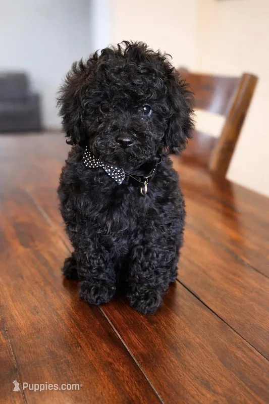 Male #1 – Maltipoo, Poodle - Toy  puppy for sale in Belding, MI