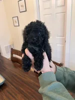 Male #1, a female Maltipoo and Poodle - Toy  for sale in Belding, MI – Photo 2 of 2