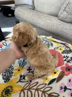 Blue Collar Male, a male Maltipoo and Poodle - Toy  for sale in Belding, MI – 3 of 3