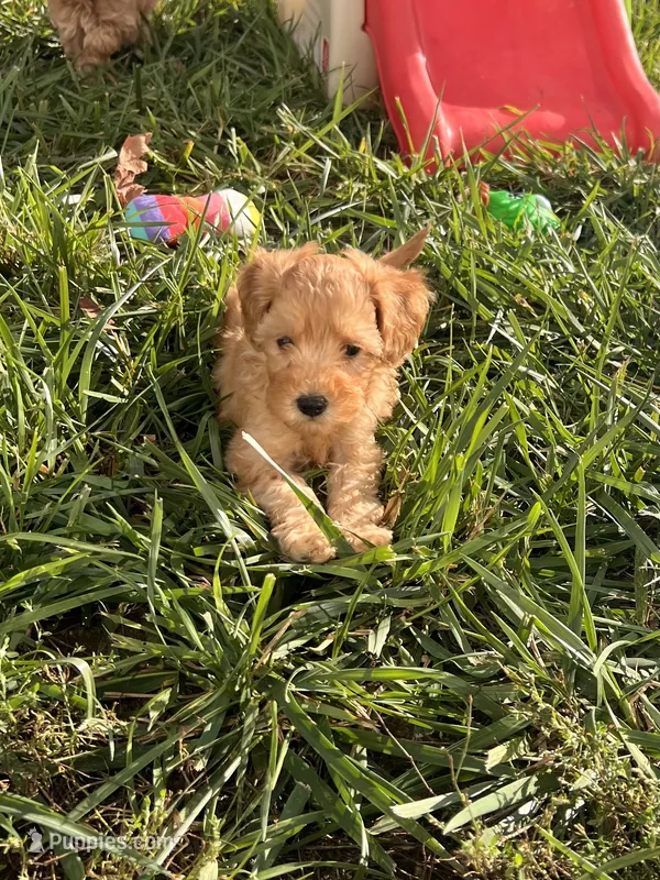 Red Collar Male – Maltipoo, Poodle - Toy  puppy for sale in Belding, MI