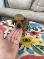Red Boy, a male Miniature Dachshund for sale in Belding, MI – 2 of 3