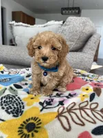 Blue Collar Male, a male Maltipoo and Poodle - Toy  for sale in Belding, MI – 2 of 3