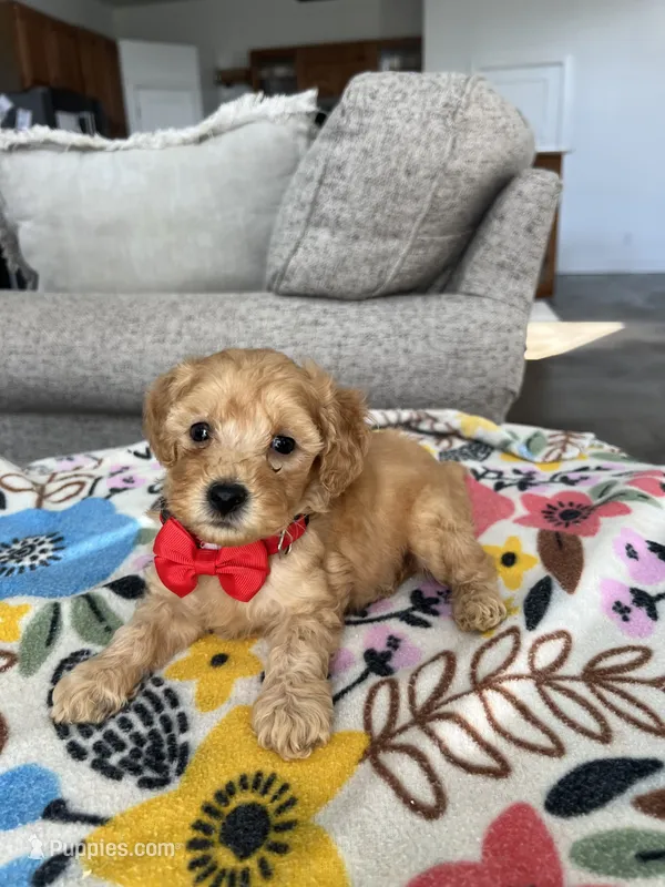 Red Collar Male – Maltipoo, Poodle - Toy  puppy for sale in Belding, MI