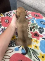 Red Boy, a male Miniature Dachshund for sale in Belding, MI – 3 of 3