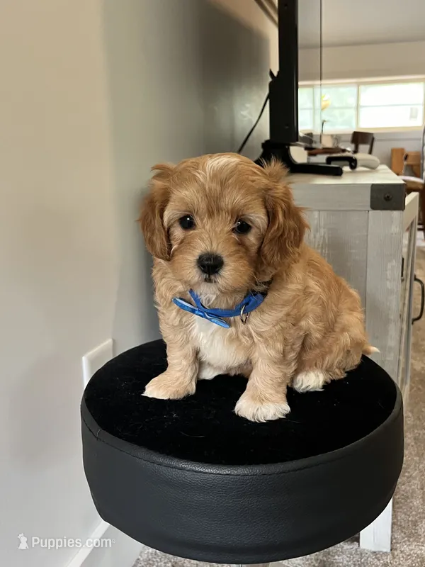 Max – Maltipoo puppy for sale in Belding, MI
