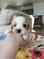 Male 2, a male Cavapoo for sale in Belding, MI – Photo 1 of 2