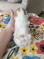 Male 2, a male Cavapoo for sale in Belding, MI – Photo 2 of 2