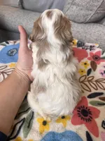 Female 1, a female Cavapoo for sale in Belding, MI – Photo 2 of 3