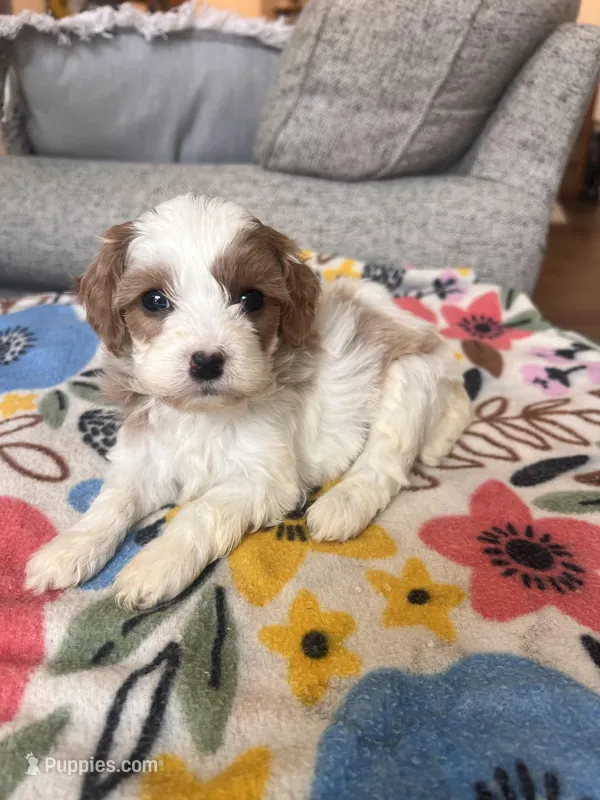 Female 1 – Cavapoo puppy for sale in Belding, MI