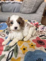 Female 1, a female Cavapoo for sale in Belding, MI – Photo 1 of 3