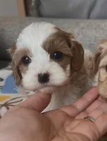 Female 1, a female Cavapoo for sale in Belding, MI – Photo 3 of 3