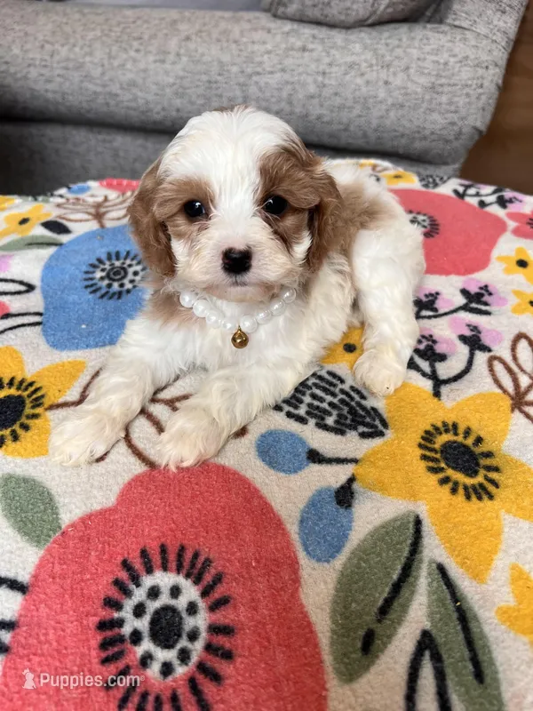 Female 1 – Cavapoo puppy for sale in Belding, MI
