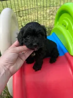 Female 2, a female Cavapoo and Poodle - Toy  for sale in Belding, MI – 1 of 2