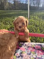 Tiny Toy Female, a female Maltipoo and Poodle - Toy  for sale in Belding, MI – 5 of 7