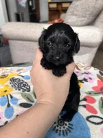 Male 2, a male Cavapoo and Poodle - Toy  for sale in Belding, MI – 2 of 2