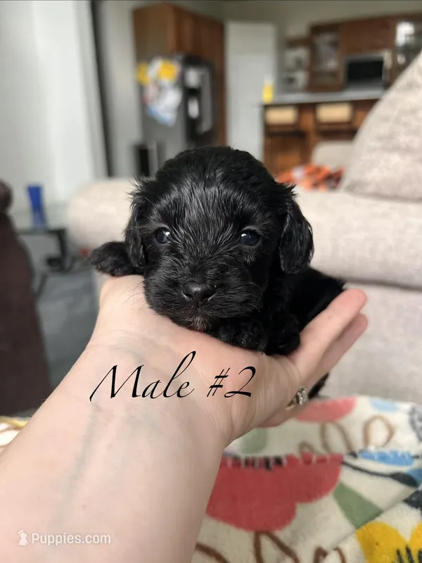 Male 2 – Cavapoo, Poodle - Toy  puppy for sale in Belding, MI