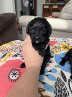 Female 3 , a female Cavapoo and Poodle - Toy  for sale in Belding, MI – 2 of 2