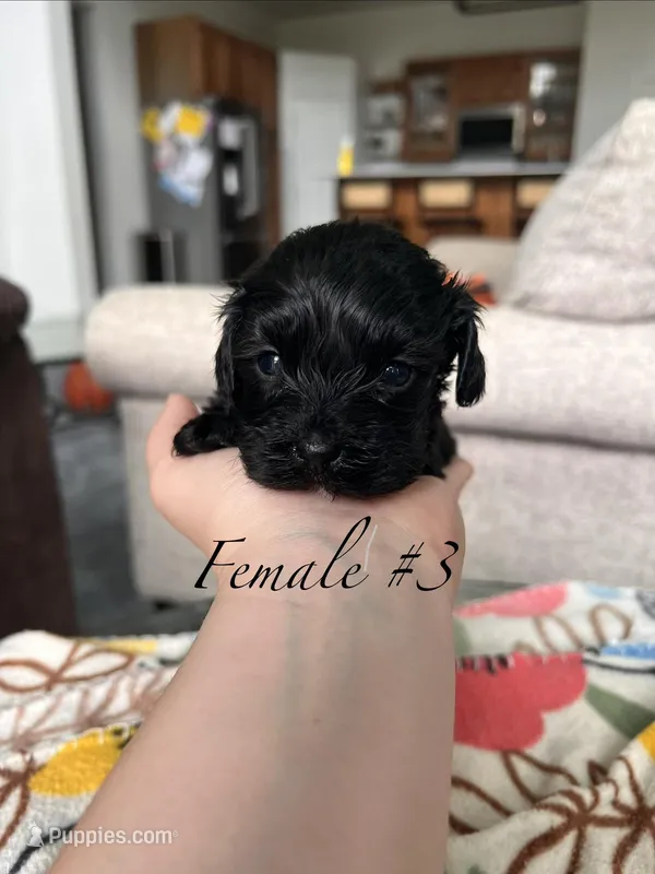 Female 3  – Cavapoo, Poodle - Toy  puppy for sale in Belding, MI