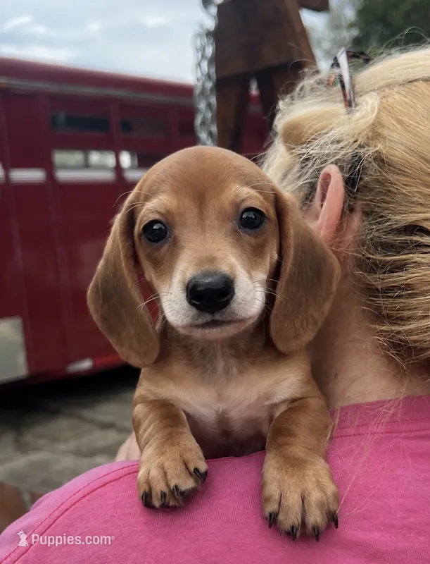 Smooth Coat Boy – Miniature Dachshund puppy for sale in Belding, MI