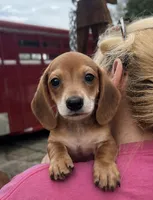 Smooth Coat Boy, a male Miniature Dachshund for sale in Belding, MI – 1 of 3