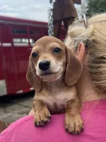Smooth Coat Boy, a male Miniature Dachshund for sale in Belding, MI – 3 of 3