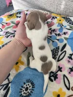 Piebald Girl, a female Miniature Dachshund for sale in Belding, MI – Photo 2 of 2