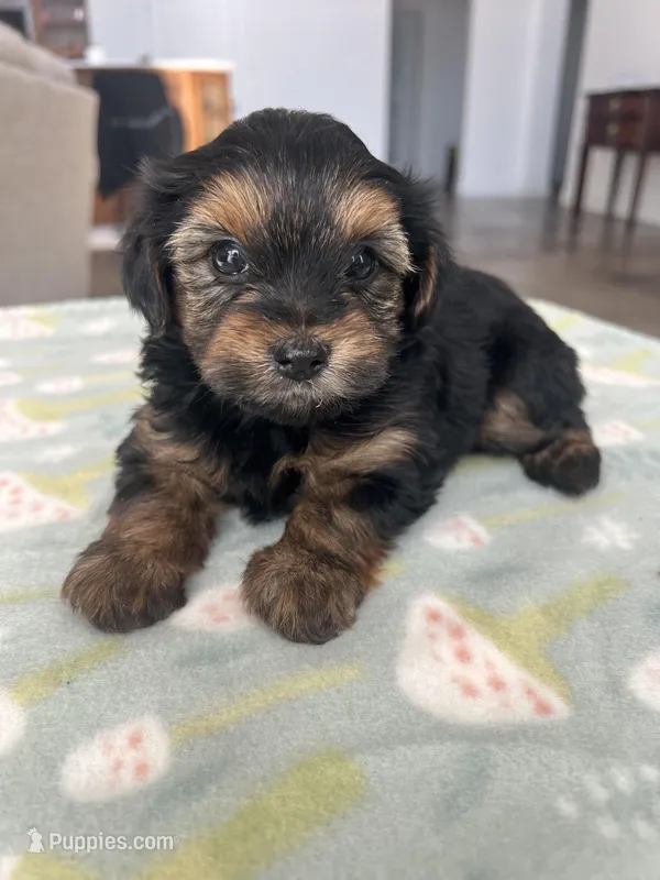 Luxurious Yorkie-Poo’s 