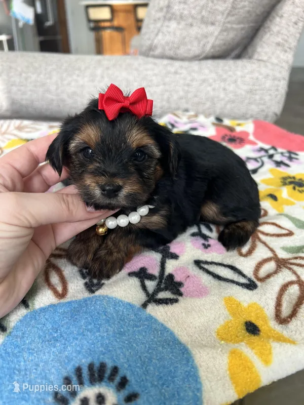 Luxurious Yorkie-Poo’s 