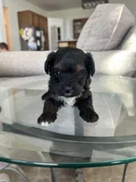 Luxurious Yorkie-Poo’s , a female Yorkipoo and Poodle - Toy  for sale in Belding, MI – Photo 1 of 3