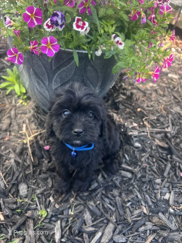 Male 1  – Cavapoo, Poodle - Toy  puppy for sale in Belding, MI