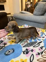 Long Hair Boy, a male Miniature Dachshund for sale in Belding, MI – 3 of 3