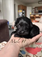Male 1 , a male Cavapoo and Poodle - Toy  for sale in Belding, MI – 1 of 2