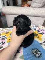 Male 1 , a male Cavapoo and Poodle - Toy  for sale in Belding, MI – 2 of 2