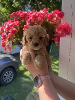 Female 1, a female Cavapoo and Poodle - Toy  for sale in Belding, MI – 1 of 1