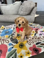 Red Collar Male, a male Maltipoo and Poodle - Toy  for sale in Belding, MI – 2 of 3